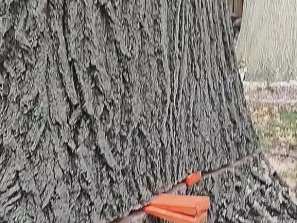 2661846461345851285 2